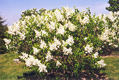 Mount Baker Lilac (Syringa x hyacinthiflora 'Mount Baker') at Sherwood Nurseries