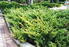 Arcadia Juniper (Juniperus sabina 'Arcadia') at Sherwood Nurseries