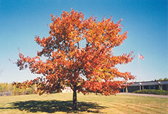 Red Oak (Quercus rubra) at Sherwood Nurseries