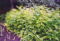False Spirea (Sorbaria sorbifolia) at Sherwood Nurseries