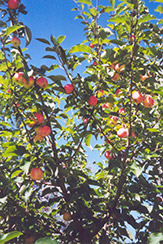 September Ruby Apple (Malus 'September Ruby') at Sherwood Nurseries
