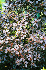 P.J.M. Elite Rhododendron (Rhododendron 'P.J.M. Elite') at Sherwood Nurseries