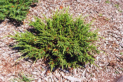 Blueberry Delight Juniper (Juniperus communis 'AmiDak') at Sherwood Nurseries