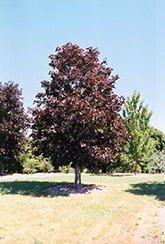 Royal Red Norway Maple (Acer platanoides 'Royal Red') at Sherwood Nurseries