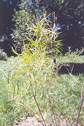 Coyote Willow (Salix exigua) at Sherwood Nurseries