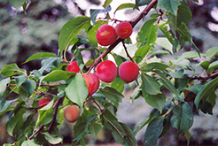 Tecumseh Plum (Prunus 'Tecumseh') at Sherwood Nurseries