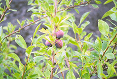 Sapalta Cherry-Plum (Prunus 'Sapalta') at Sherwood Nurseries