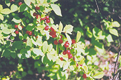 Nanking Cherry (Prunus tomentosa) at Sherwood Nurseries