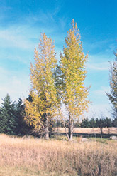 Prairie Sky Poplar (Populus 'Prairie Sky') at Sherwood Nurseries