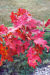 Red Oak (Quercus rubra) at Sherwood Nurseries