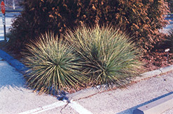 Small Soapweed (Yucca glauca) at Sherwood Nurseries