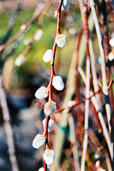 French Pussy Willow (Salix caprea) at Sherwood Nurseries