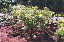 Northland Blueberry (Vaccinium corymbosum 'Northland') at Sherwood Nurseries