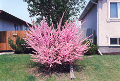 Double Flowering Plum (Prunus triloba 'Multiplex') at Sherwood Nurseries