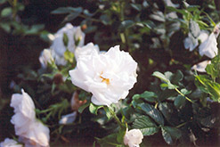 Blanc Double de Coubert Rose (Rosa 'Blanc Double de Coubert') at Sherwood Nurseries