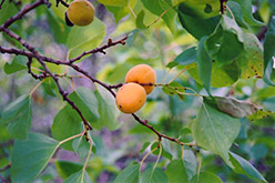 Scout Apricot (Prunus mandshurica 'Scout') at Sherwood Nurseries