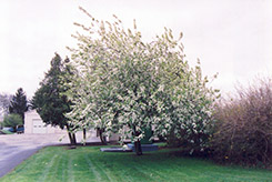 Commutata Mayday (Prunus padus 'var. commutata') at Sherwood Nurseries