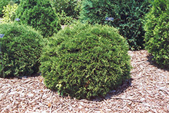Hetz Midget Arborvitae (Thuja occidentalis 'Hetz Midget') at Sherwood Nurseries