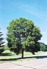 Green Ash (Fraxinus pennsylvanica) at Sherwood Nurseries