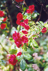 Scarlet Meidiland Rose (Rosa 'Scarlet Meidiland') at Sherwood Nurseries