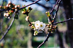 Montmorency Cherry (Prunus 'Montmorency') at Sherwood Nurseries