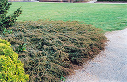 Effusa Juniper (Juniperus communis 'Effusa') at Sherwood Nurseries