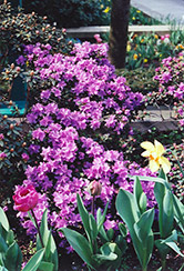 Ramapo Rhododendron (Rhododendron 'Ramapo') at Sherwood Nurseries