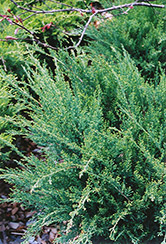 Sea Green Juniper (Juniperus chinensis 'Sea Green') at Sherwood Nurseries