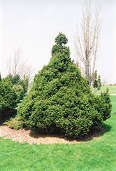 Ohlendorf Spruce (Picea abies 'Ohlendorfii') at Sherwood Nurseries