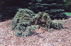 Creeping Blue Spruce (Picea pungens 'Glauca Prostrata') at Sherwood Nurseries