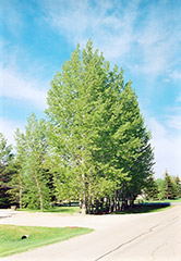 Prairie Sky Poplar (Populus 'Prairie Sky') at Sherwood Nurseries