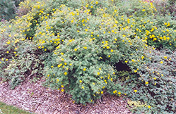 Yellow Gem Potentilla (Potentilla fruticosa 'Yellow Gem') at Sherwood Nurseries