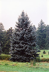 Hoopsii Blue Spruce (Picea pungens 'Hoopsii') at Sherwood Nurseries