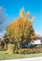 Oakleaf Mountain Ash (Sorbus x hybrida) at Sherwood Nurseries