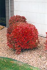 Bailey Compact Highbush Cranberry (Viburnum trilobum 'Bailey Compact') at Sherwood Nurseries