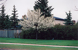 Ussurian Pear (Pyrus ussuriensis) at Sherwood Nurseries