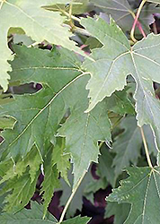 Silver Cloud Silver Maple (Acer saccharinum 'Silver Cloud') at Sherwood Nurseries