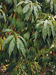 Goldspur Amur Cherry (Prunus maackii 'Jefspur') at Sherwood Nurseries