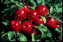 Haralson Apple (Malus 'Haralson') at Sherwood Nurseries