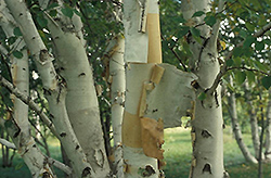 Prairie Dream Paper Birch (Betula papyrifera 'Varen') at Sherwood Nurseries