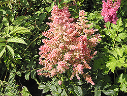 Country and Western Astilbe (Astilbe 'Country And Western') at Sherwood Nurseries