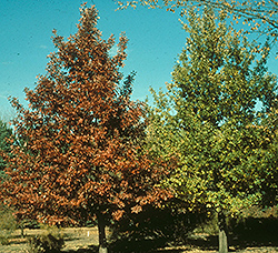 Prairie Stature Oak (Quercus x bimundorum 'Midwest') at Sherwood Nurseries
