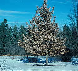 Prairie Stature Oak (Quercus x bimundorum 'Midwest') at Sherwood Nurseries