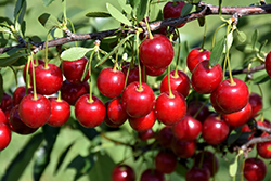 Crimson Passion Cherry (tree form) (Prunus 'Crimson Passion (tree form)') at Sherwood Nurseries