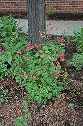 Wild Red Columbine (Aquilegia canadensis) at Sherwood Nurseries