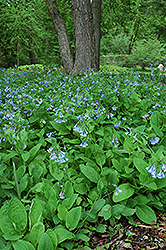 Virginia Bluebells (Mertensia virginica) at Sherwood Nurseries