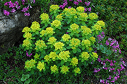 Cushion Spurge (Euphorbia polychroma) at Sherwood Nurseries