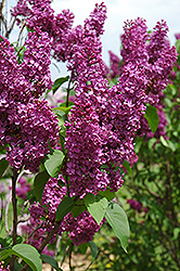 Ludwig Spaeth Lilac (Syringa vulgaris 'Ludwig Spaeth') at Sherwood Nurseries