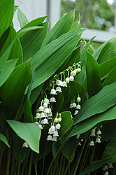 Lily-Of-The-Valley (Convallaria majalis) at Sherwood Nurseries