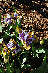 Acey Ducey Iris (Iris 'Acey Ducey') at Sherwood Nurseries